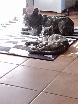 Princesse Mila et Ninette