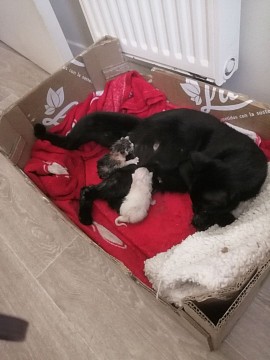 Naissance chatons
